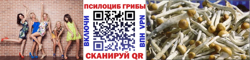 Купить  Тайга  Псилоцибиновые грибы прущие грибы 